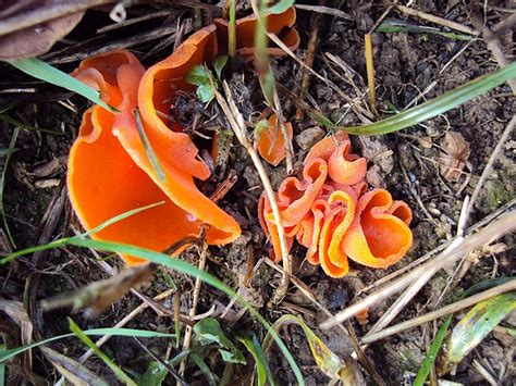 Orange Peel Fungus: Surprisingly Edible - Eat The Planet