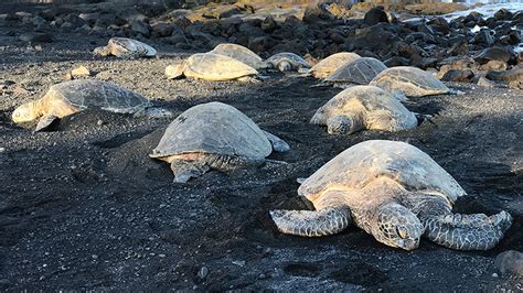 Punalu'u Black Sand Beach in Hawai'i, Home To Hawaiian Sea Turtles