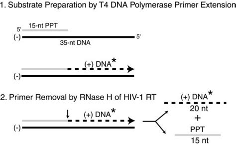 Schematic representation of the standard PPT primer removal assay. RNA ...