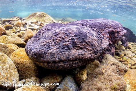 The Japanese Giant Salamander Guide | Indopacificimages