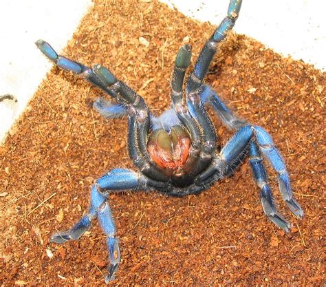 The Blue Tarantula thread! | Reptile Forums