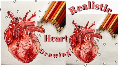 Human Heart Drawing Color