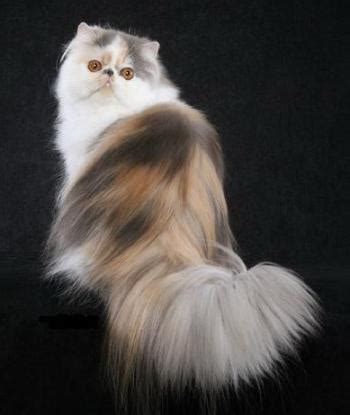 Persian Cat Breed Photos | Beautiful Cat Pictures