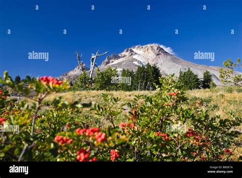 Mount Hood, volcano, Oregon, USA Stock Photo - Alamy