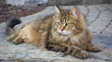 Siberian Cats | Pet Health Insurance & Tips