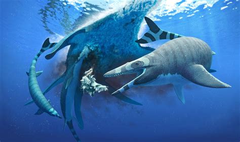 Dinosaur-era sea lizard had teeth like a shark | Science Codex