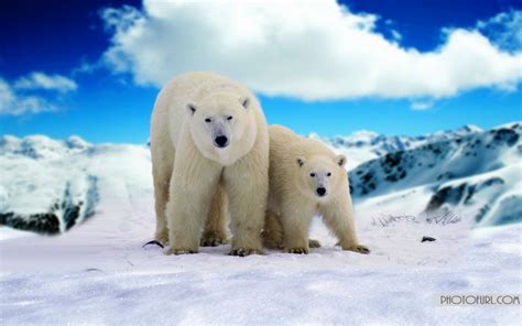 Polar Bear Christmas Wallpaper - WallpaperSafari