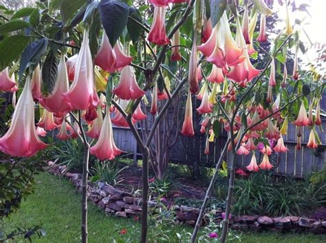 Angel Trumpet Pink Flower Cutting Brugmansia Suaveolens - Etsy