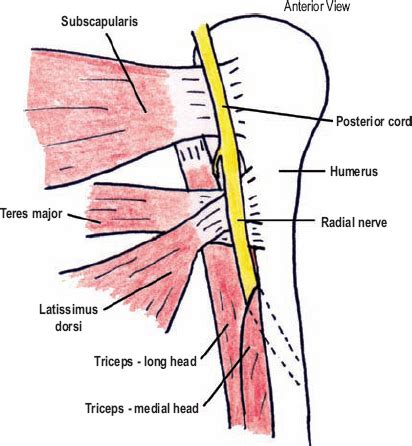 Radial Groove Radial Nerve