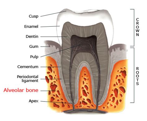 Alveolar bone | Studio Dentaire