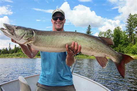 Muskie Teeth - Muskie Fishing / Their dorsal and ventral fins are ...