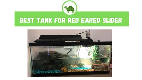 The Best Red Eared Slider Tank in the World - TurtleHolic