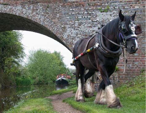 The Kelpie - Mythological Water Horse of Scotland | Horse Journals