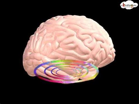 Brain Anatomy Animation