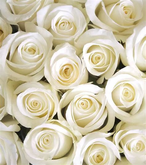 11 Most Beautiful White Rose Varieties You'd Have Ever Seen