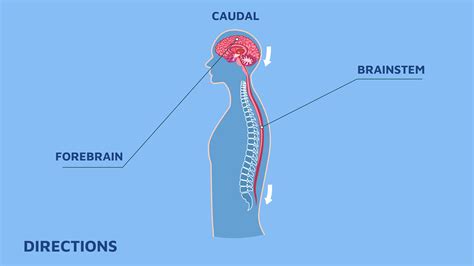 Directions Anatomy on Behance