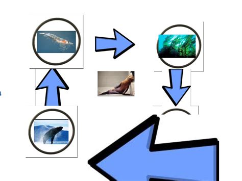 Fin Whale Food Chain