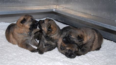 Name these puppies: RCMP asks kids to name future police dogs | CTV News