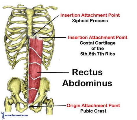 11 best images about Rectus Abdominus on Pinterest | Lower backs, To ...