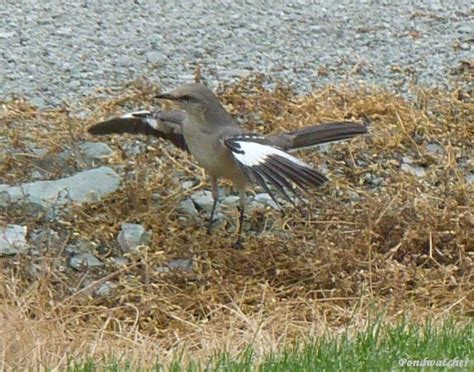 Northern Mockingbird feeding behavior - Pondwatcher