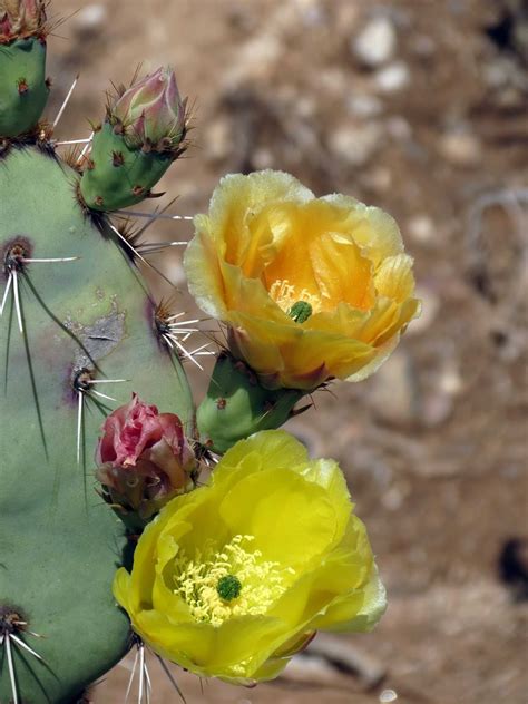 Desert Colors: Cactus Flowers