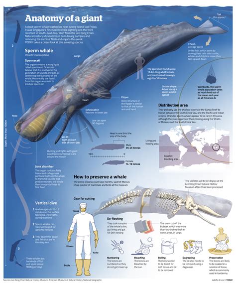 Anatomy of a giant - Visualoop | Marine biology, Anatomy, Marine animals