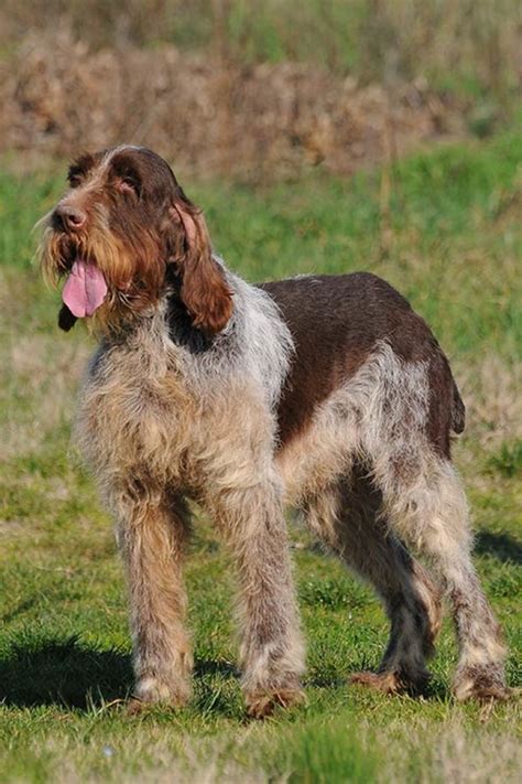 Spinone Italiano Puppies For Adoption - Puppy And Pets