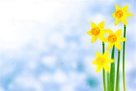 Spring flowers of daffodils. 9310281 Stock Photo at Vecteezy