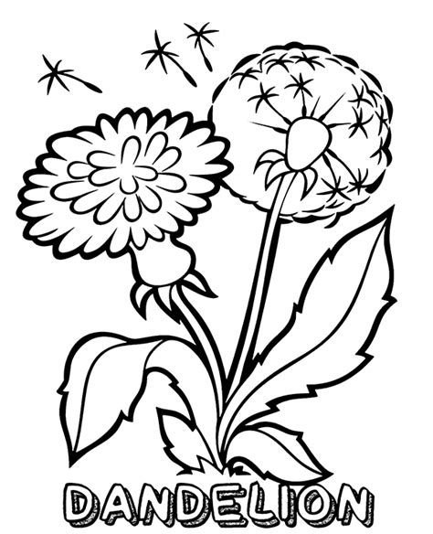 Flower dandelion coloring page for kids