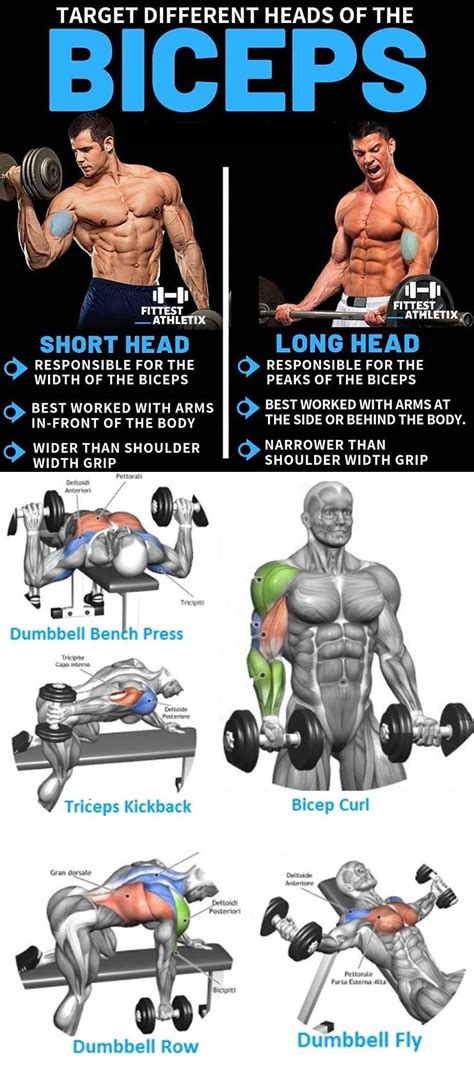 What Are The Different Types Of Bicep Curls - Machine