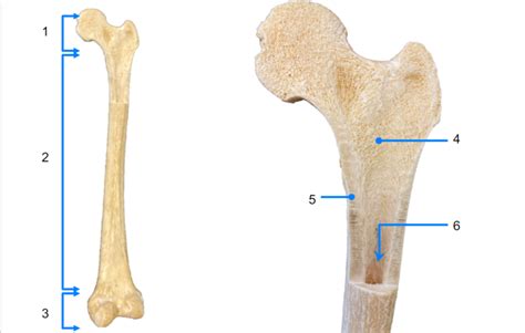 LONG BONE Diagram | Quizlet