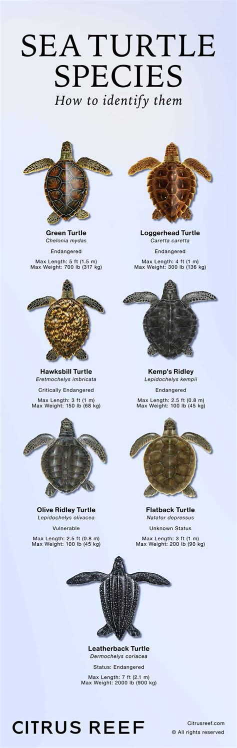 Sea Turtle Species: How to Identify Them | Citrus Reef