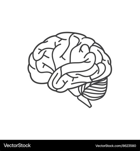 Human brain line icon Royalty Free Vector Image