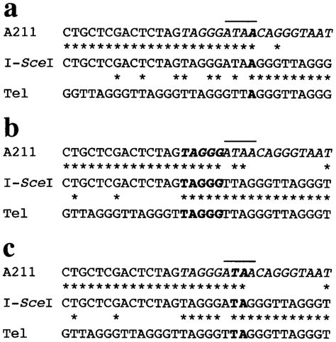 Nucleotide sequence analysis of the site of addition of telomeres to ...