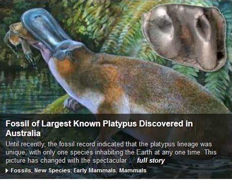 Fossil of Largest Known Platypus Discovered in Australia | Nano Science