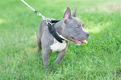 A List Of 7 Reputable Blue Nose Pitbull Breeders