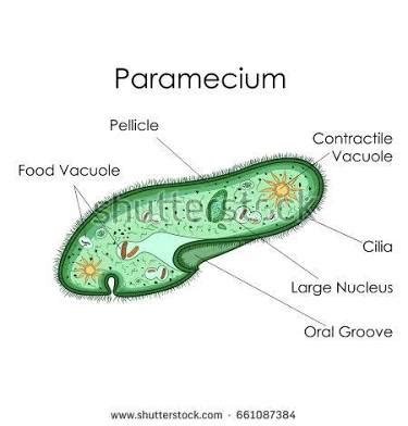 What are some common examples of protists? + Example