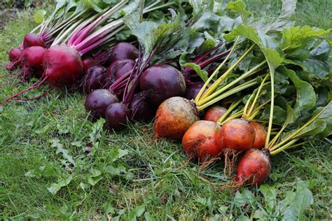 23 Best Beet Varieties to Grow in Your Garden This Year