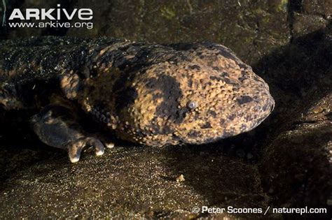 Japanese Giant Salamander - The Biology Brutes