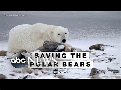 Polar bear population shrinks as climate concerns grow - The Global Herald