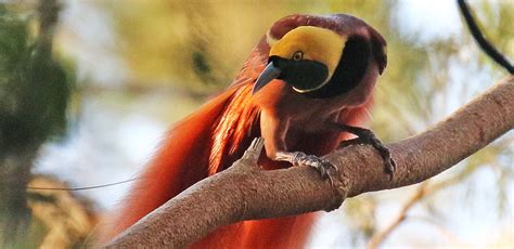 Papua New Guinea Birding Tour with FIELD GUIDES