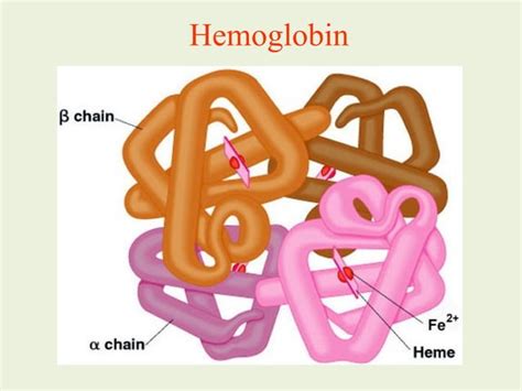 HEMOGLOBIN SYNTHESIS