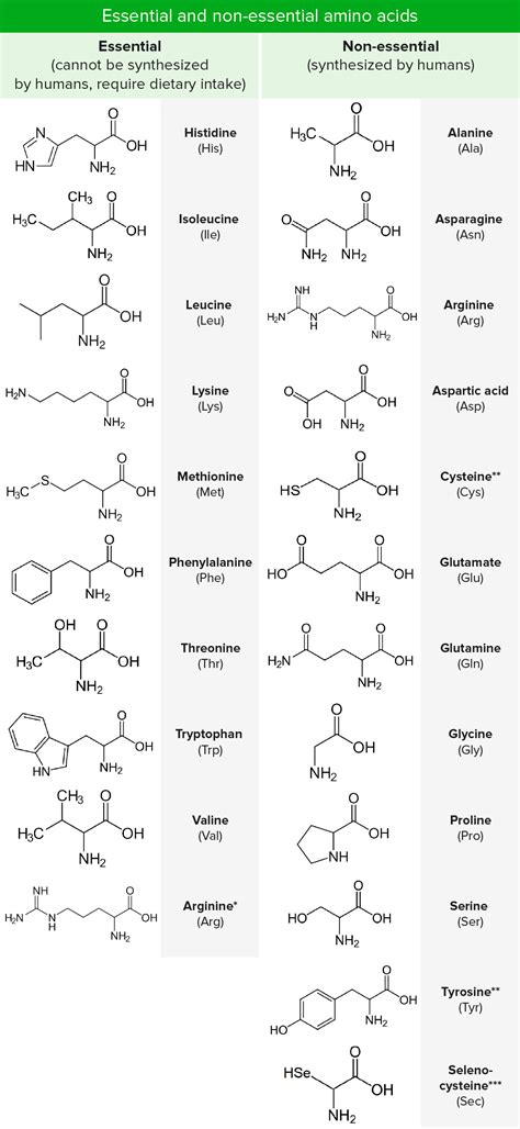 Cyclic Amino Acids List at James Bennett blog