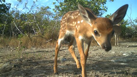 Endangered Key Deer Fawns Vulnerable to Heat Stress as Sea Level Rises ...