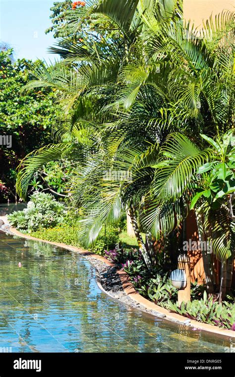 Water and trees in a tropical garden Stock Photo - Alamy