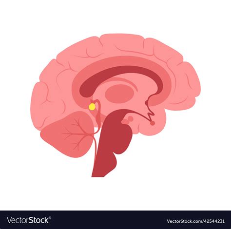 Pineal gland anatomy Royalty Free Vector Image