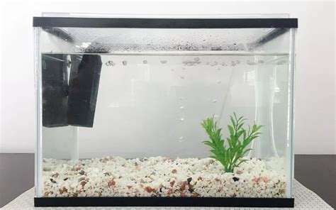 20 Gallon Tank Dimensions: Comprehensive Guide - AquariumNexus