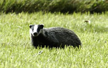 Eurasian Badger: The Animal Files