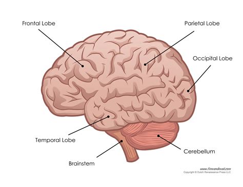 Brain Diagram - Labeled - Tim van de Vall