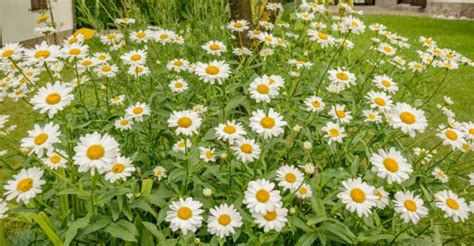 How to Plant Chamomile in Your Garden (Tricks to Care!)